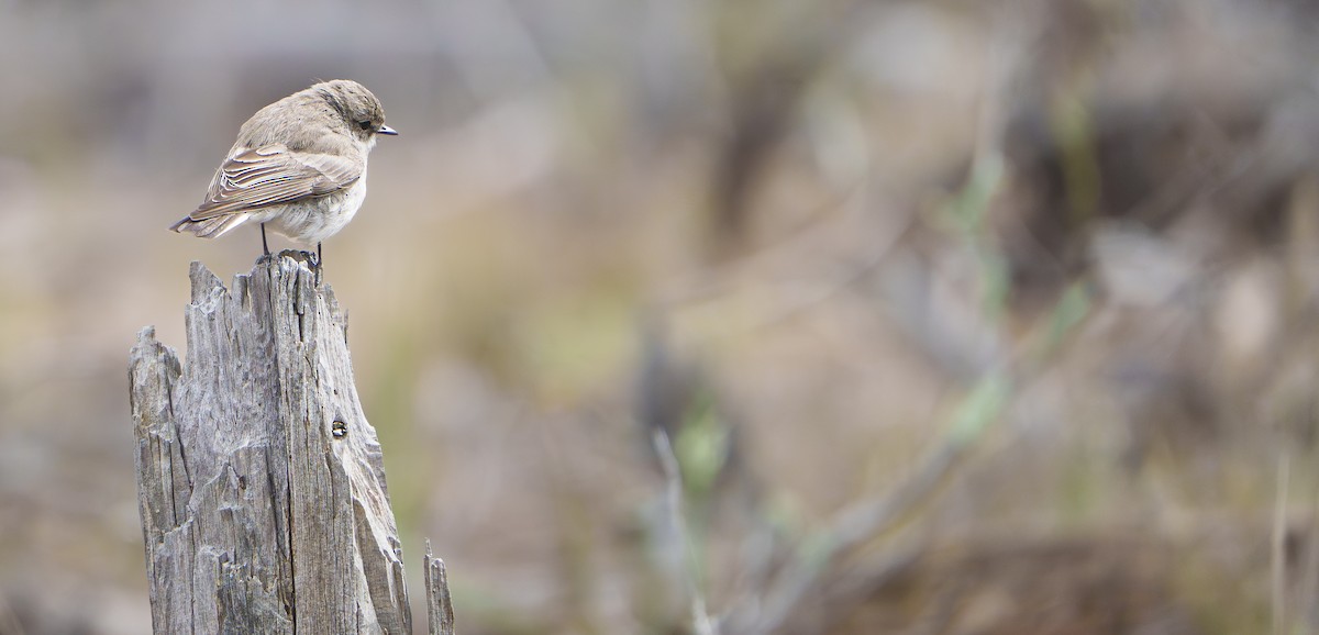 Avustalya Şakıcı Sinekkapanı - ML645526704