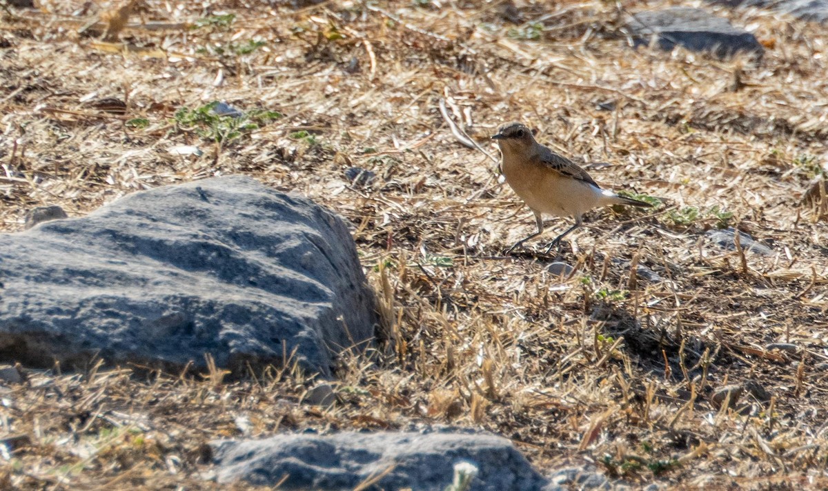 Northern Wheatear - ML645526716