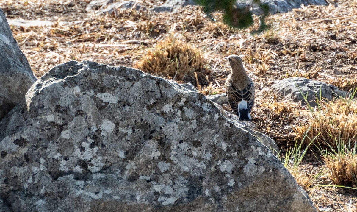 Northern Wheatear - ML645526717