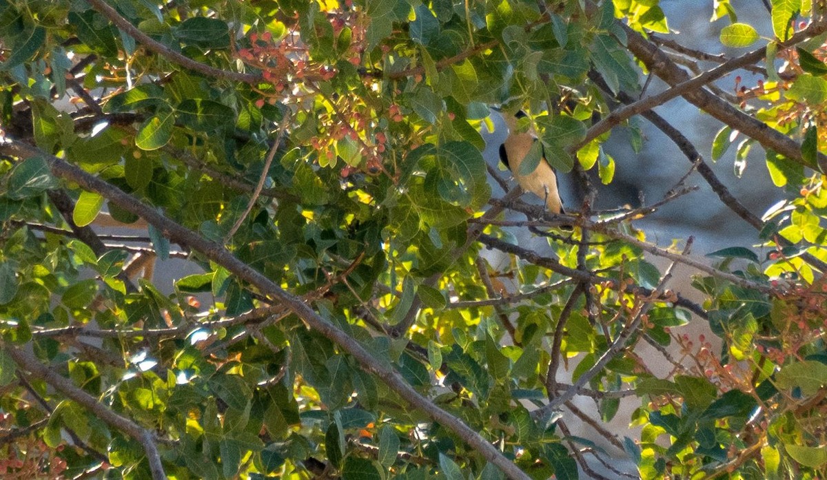 Northern Wheatear - ML645526718