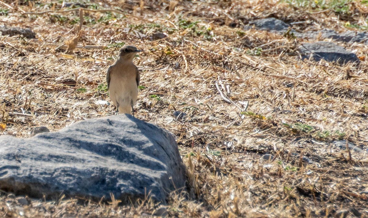 Northern Wheatear - ML645526719