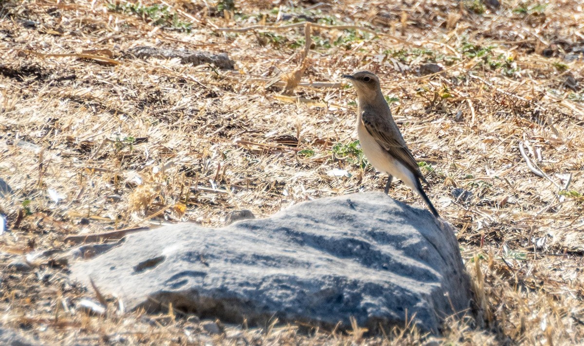Northern Wheatear - ML645526721