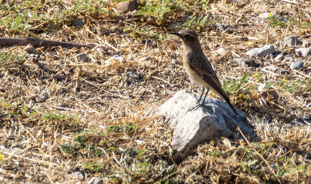 Northern Wheatear - ML645526722