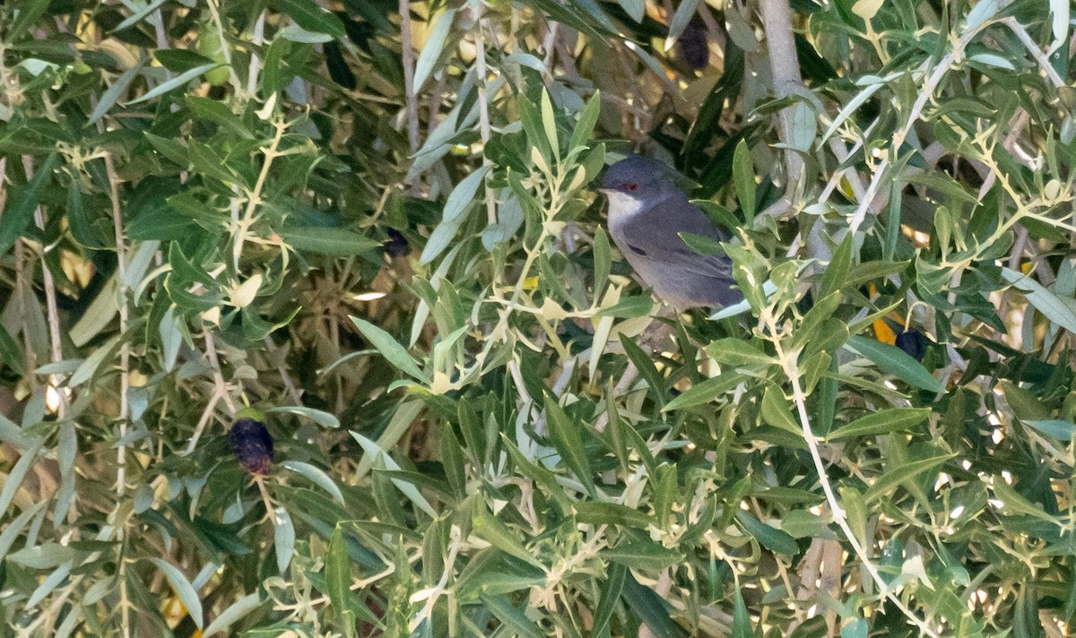 Sardinian Warbler - ML645526724