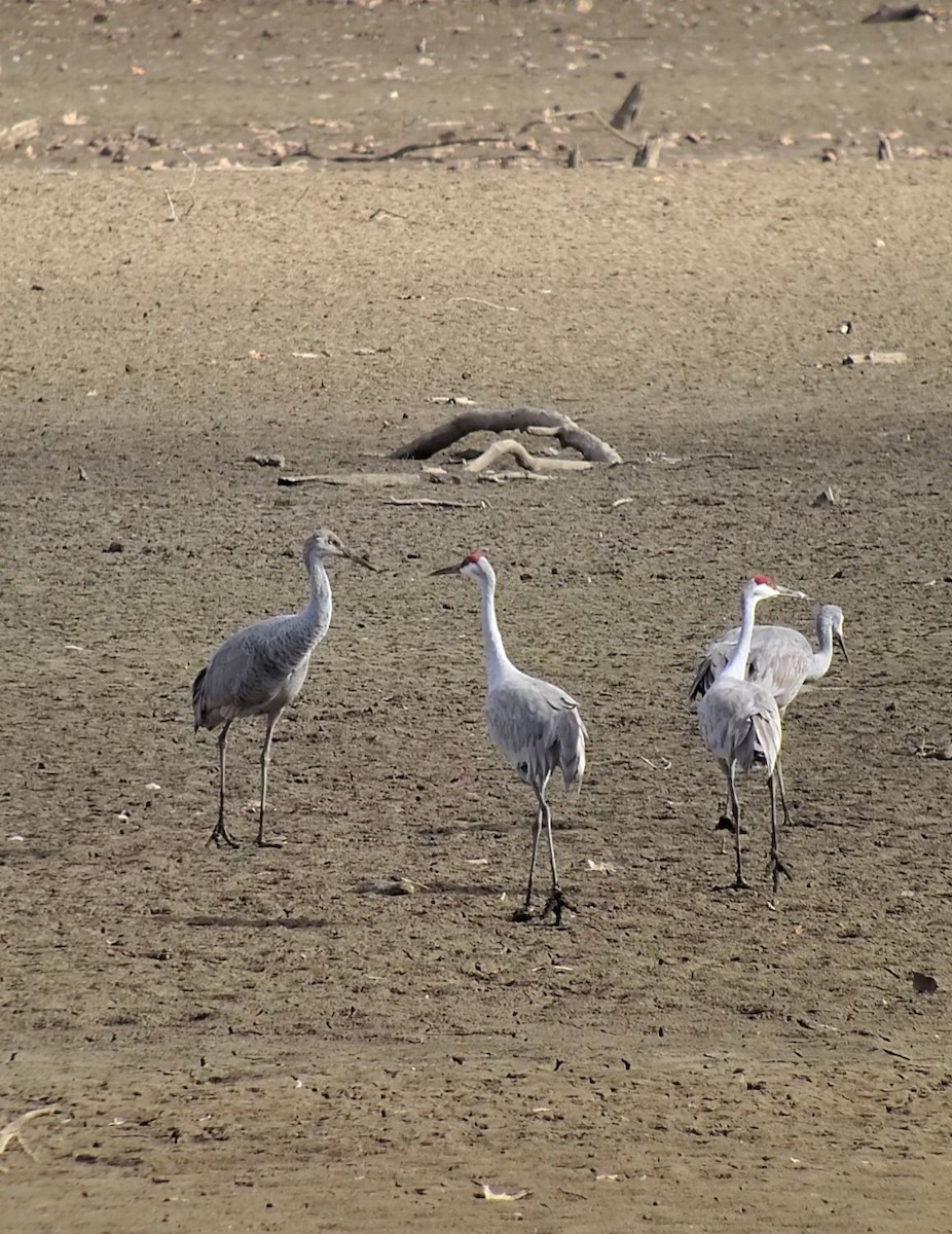 Sandhill Crane - ML645526727