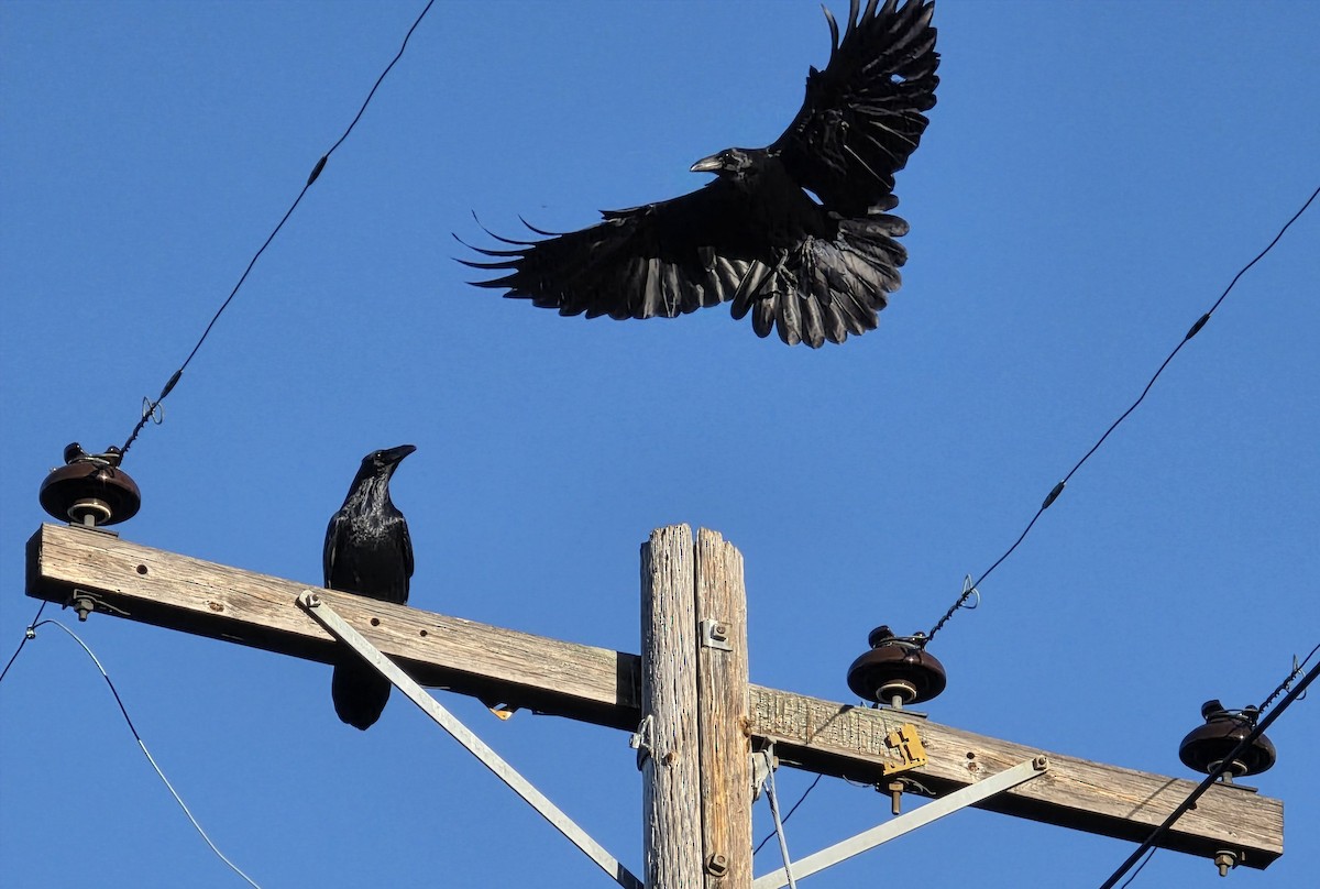 Common Raven - ML645526728