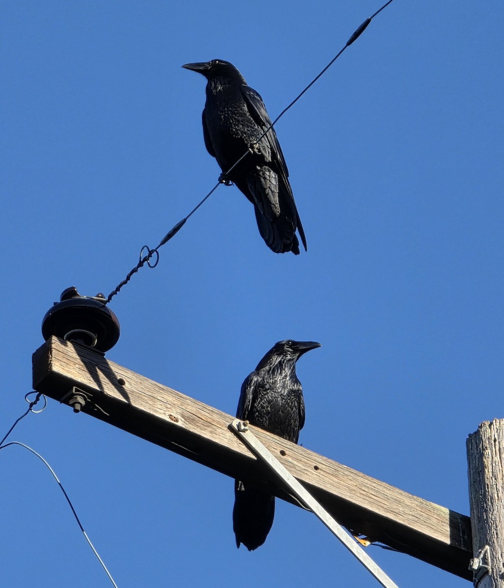 Common Raven - ML645526729