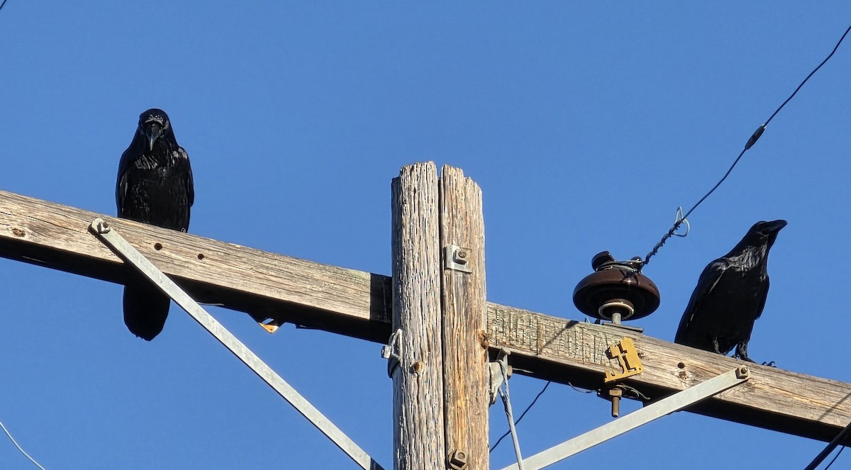 Common Raven - ML645526730