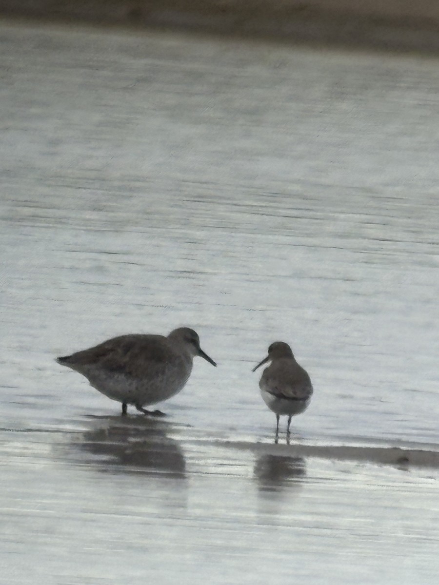 jespák rezavý - ML645526731