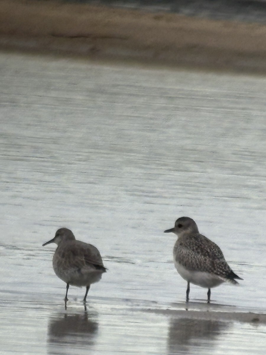 jespák rezavý - ML645526732