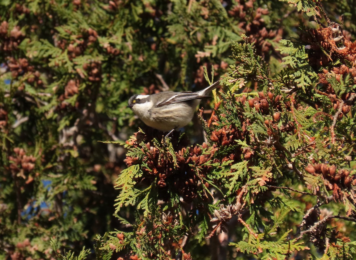 Black-throated Gray Warbler - ML645526740