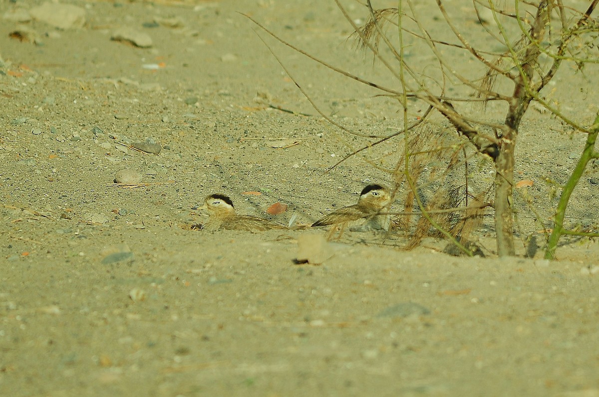 Peruvian Thick-knee - ML645526741
