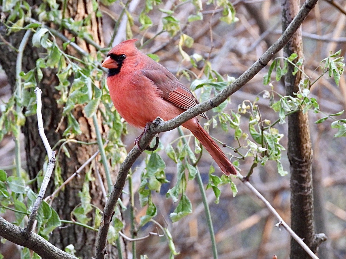Cardinal rouge - ML645526749