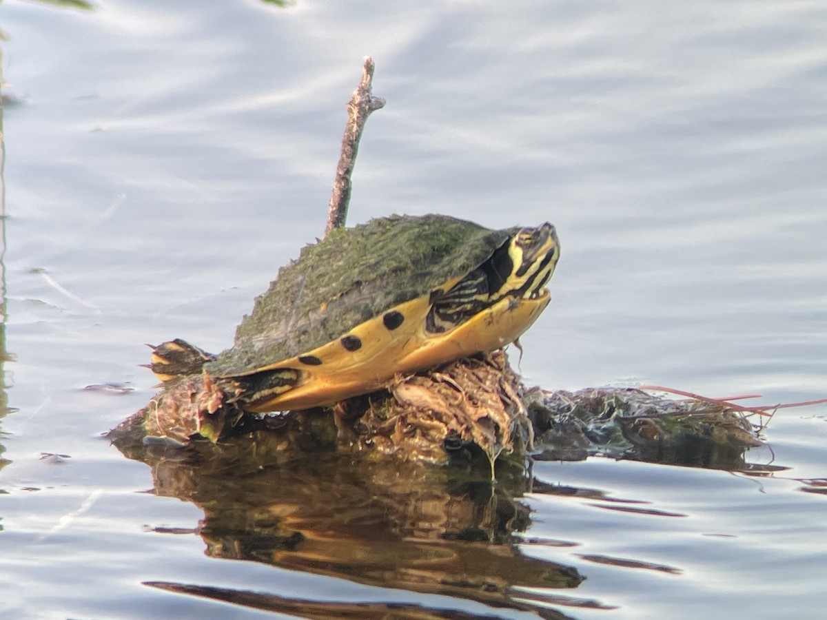 Animals - ML645526757