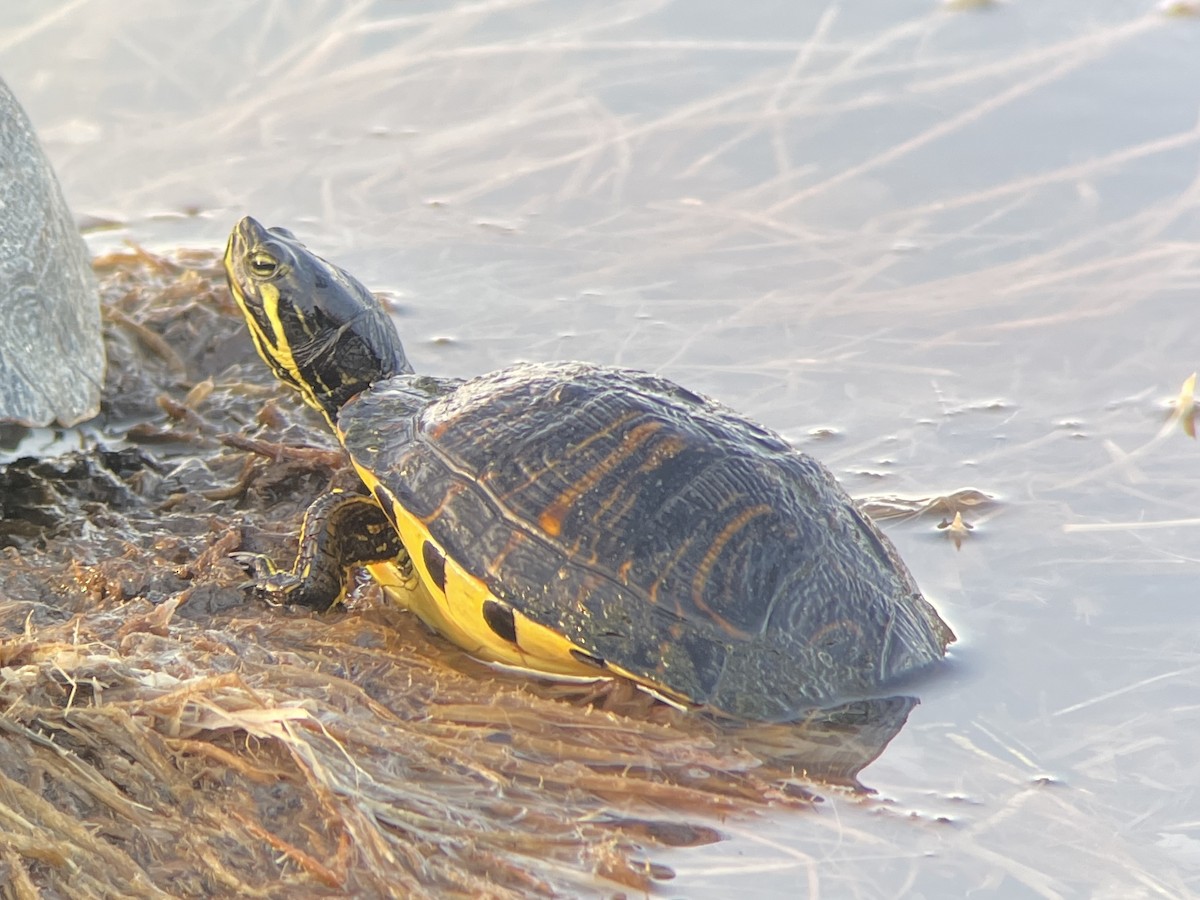 Animals - ML645526758