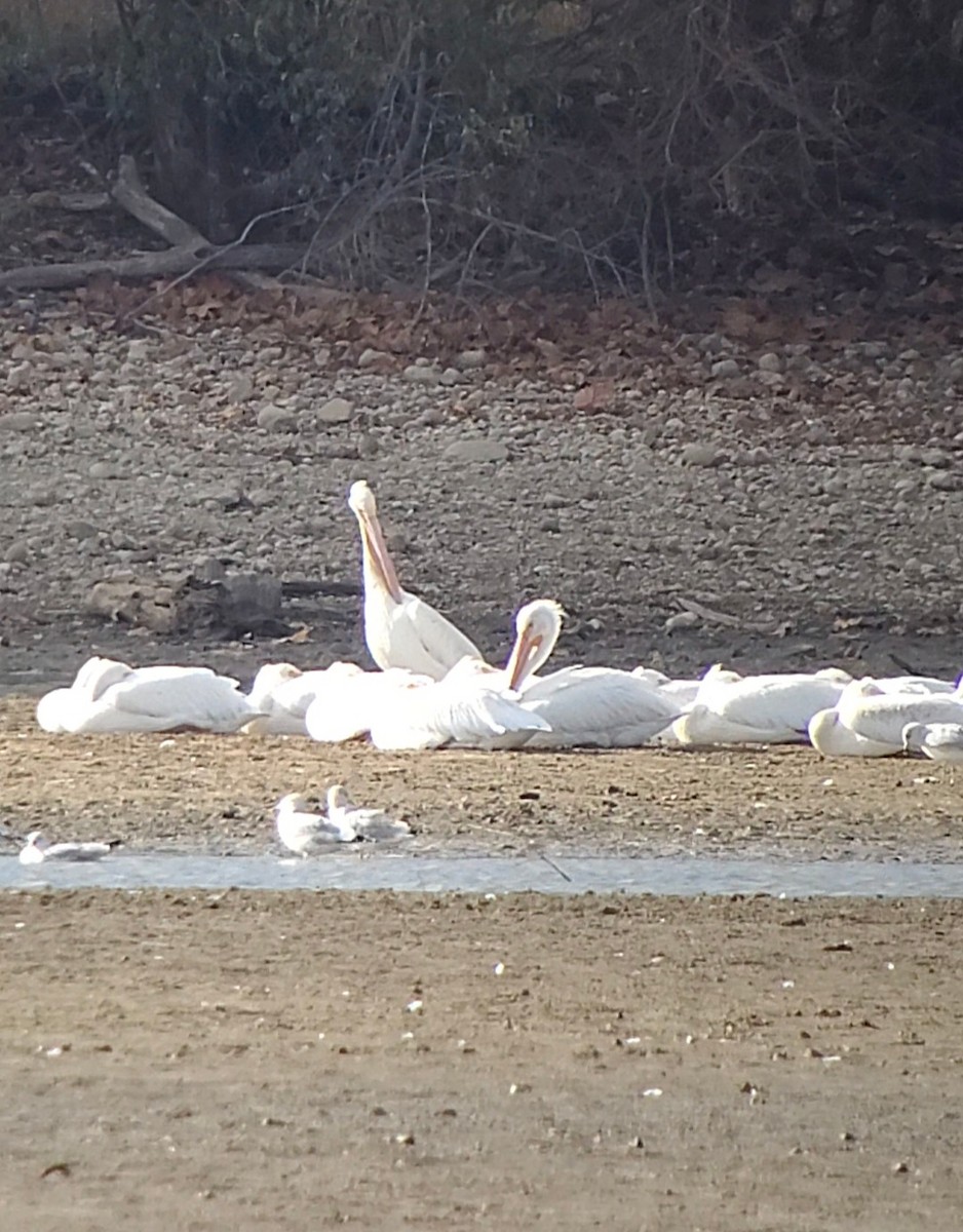 American White Pelican - ML645526762