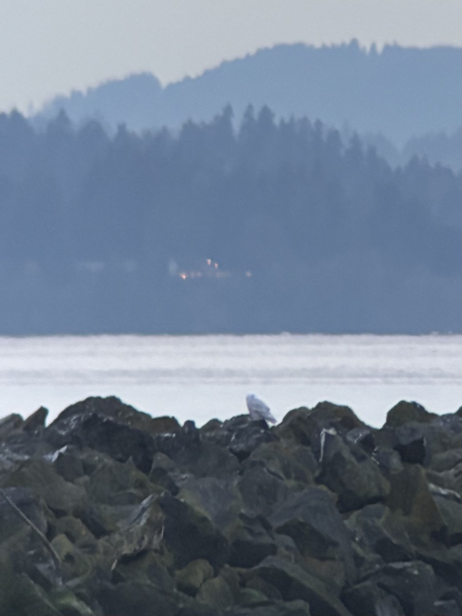 Snowy Owl - ML645526775