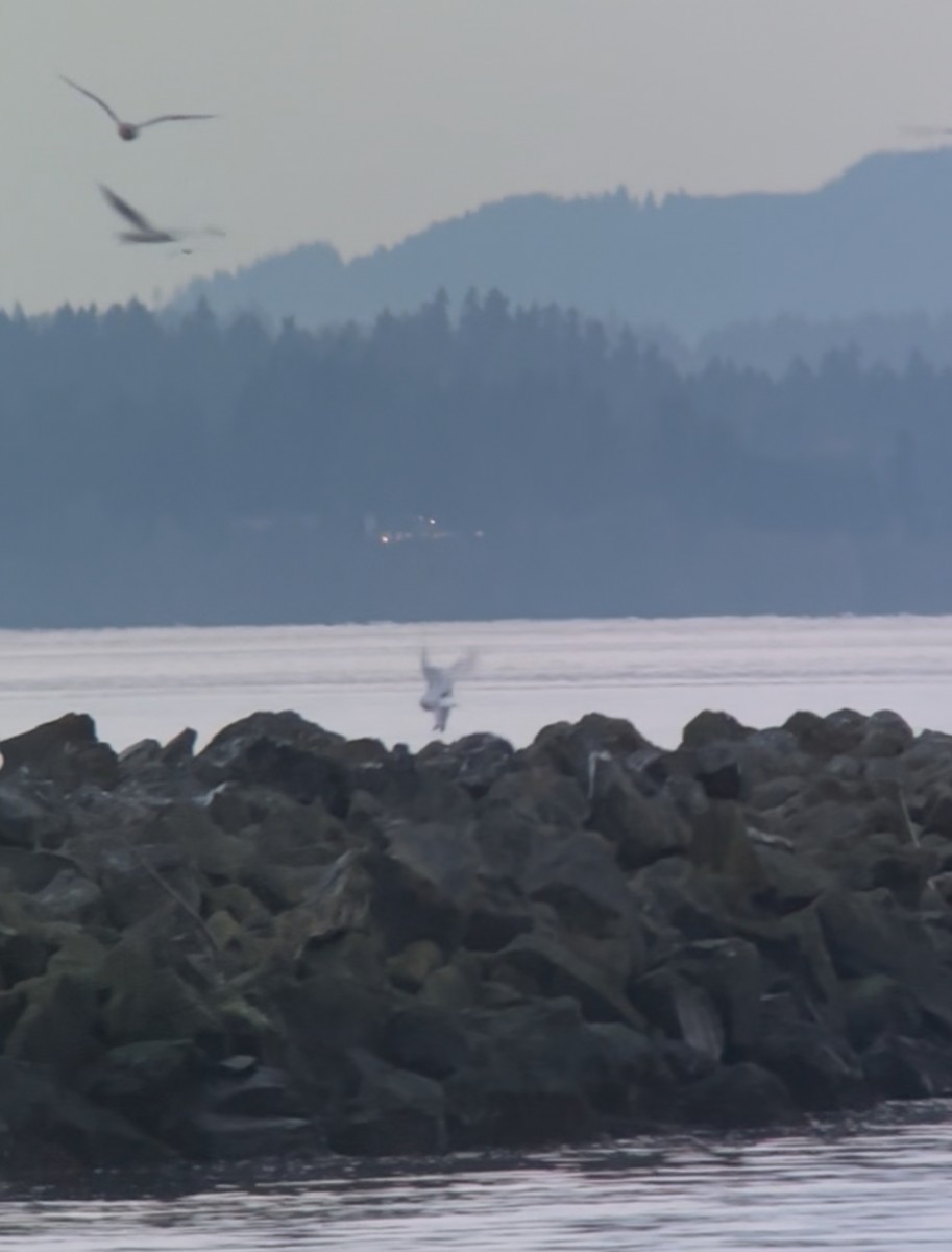 Snowy Owl - ML645526776