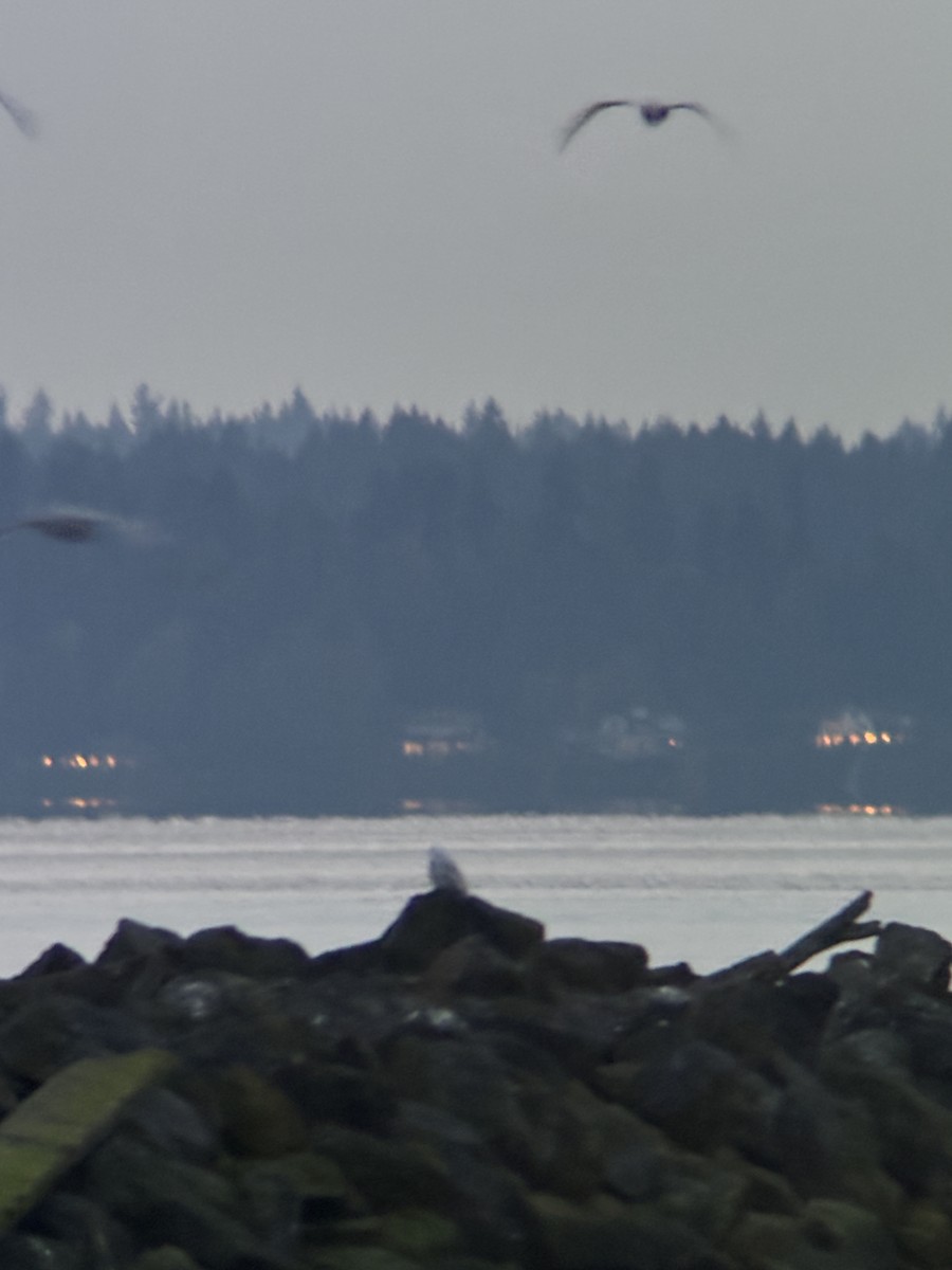 Snowy Owl - ML645526777