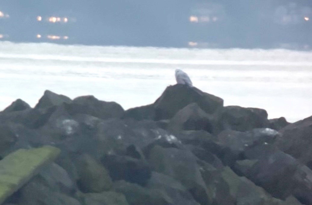 Snowy Owl - ML645526779