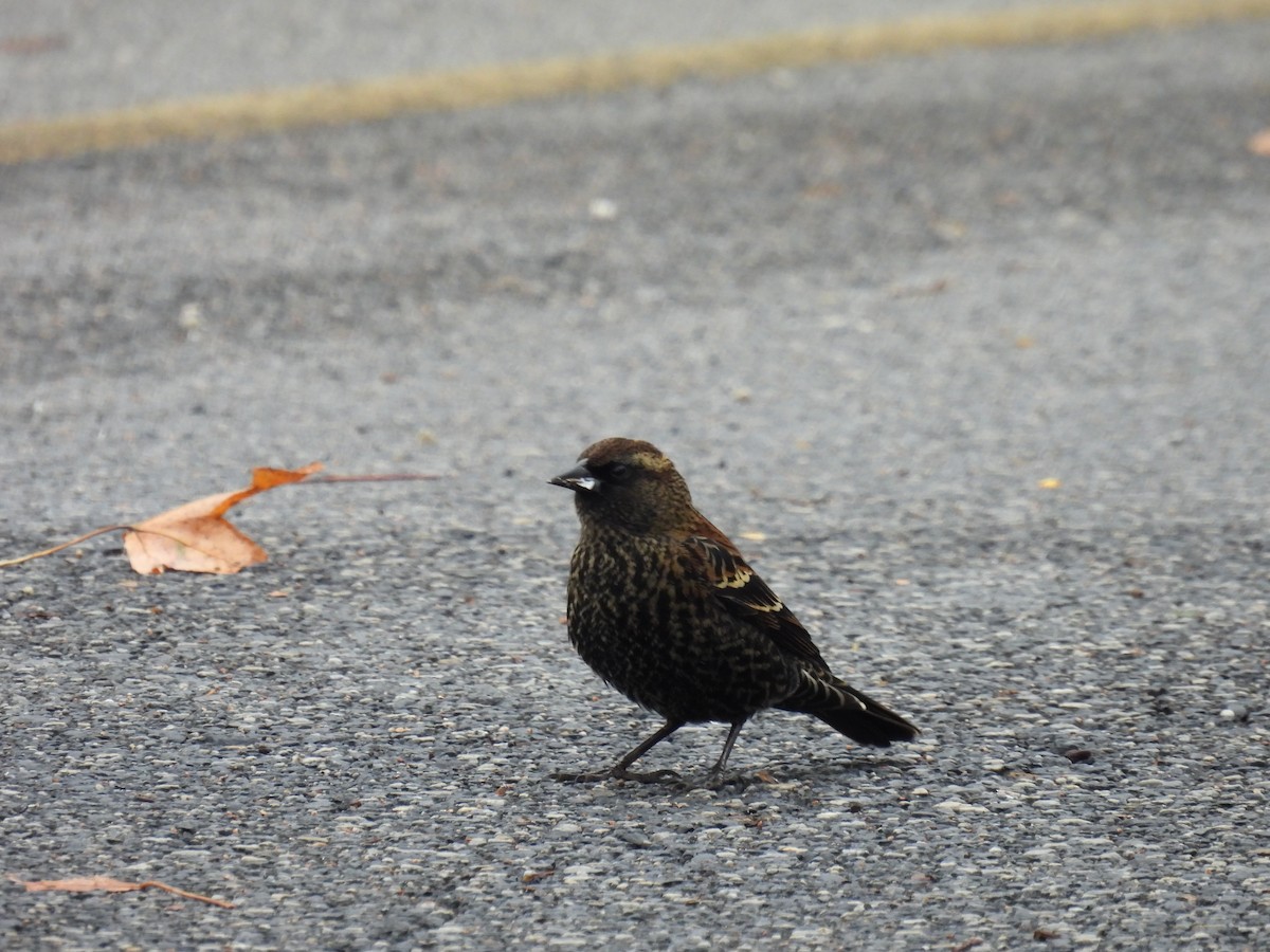 Red-winged Blackbird - ML645526781