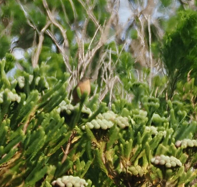 Victorin's Warbler - ML645526783