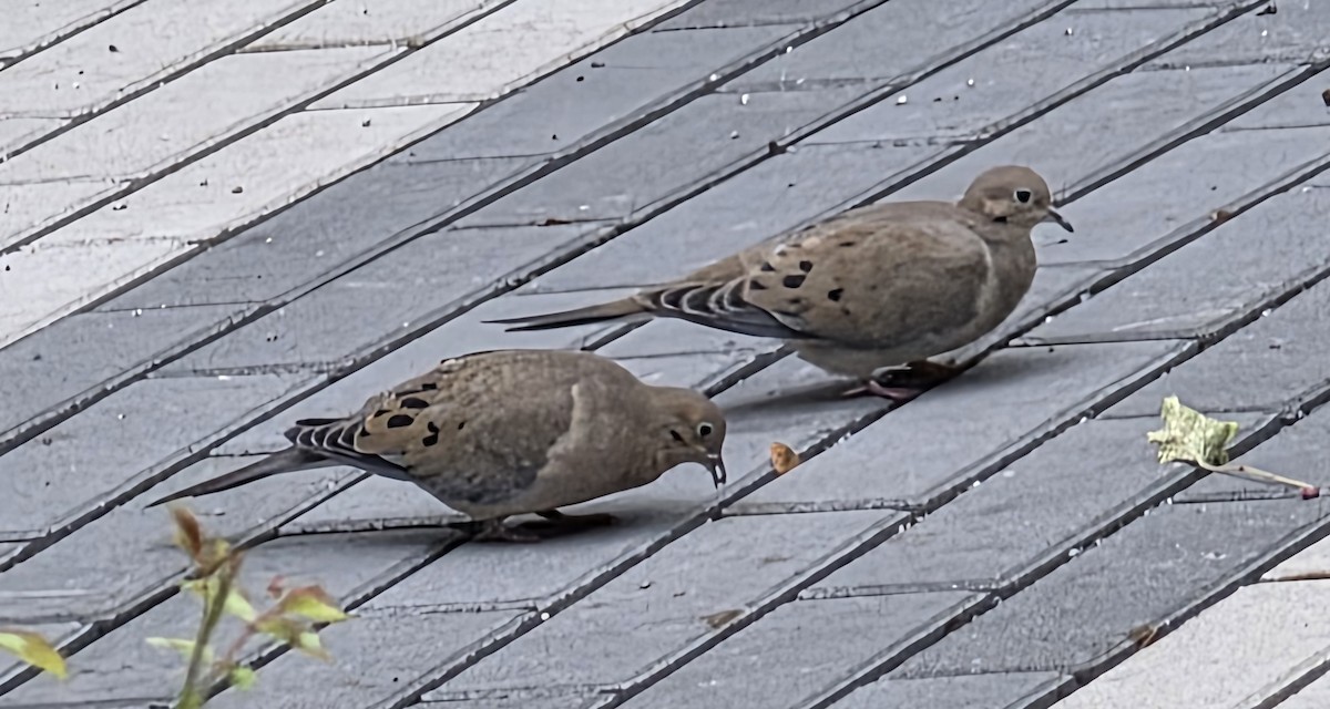 Mourning Dove - ML645526810