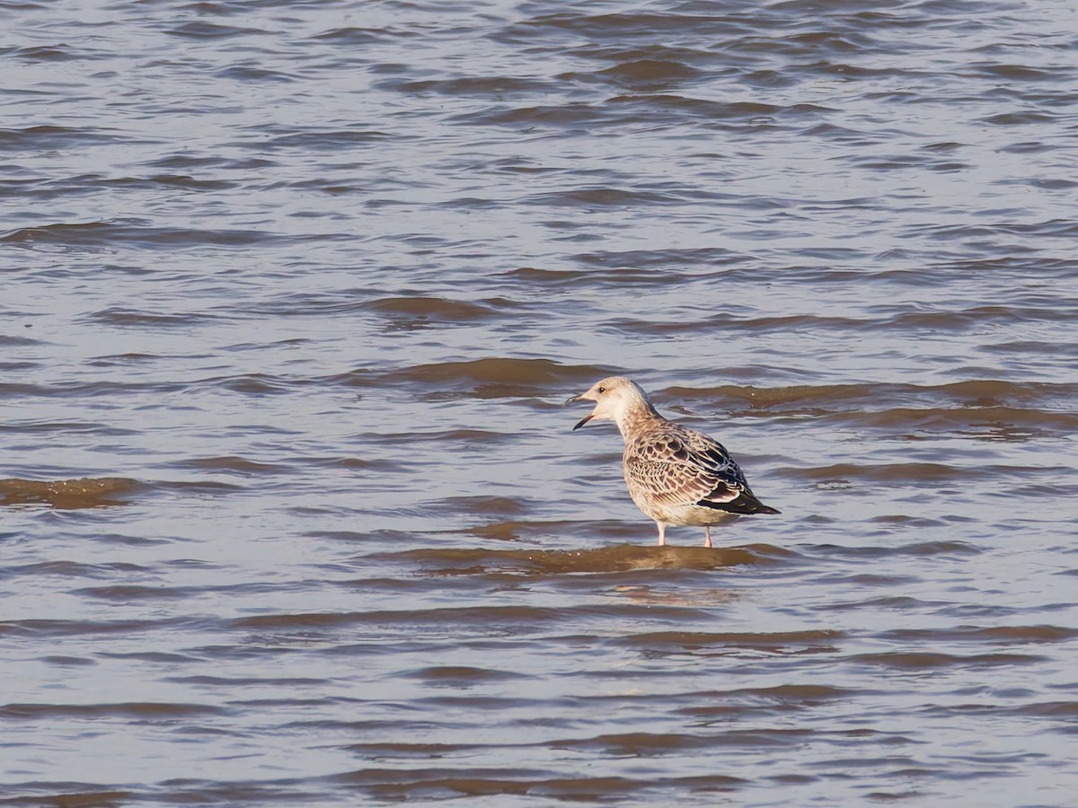 Lesser Black-backed Gull - ML645526831