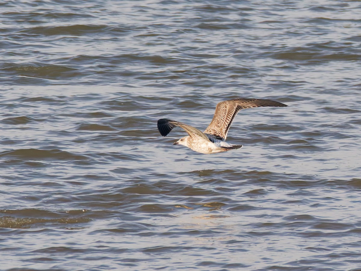 Lesser Black-backed Gull - ML645526832