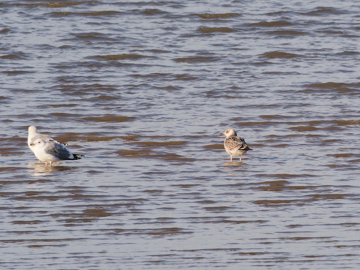 Lesser Black-backed Gull - ML645526833