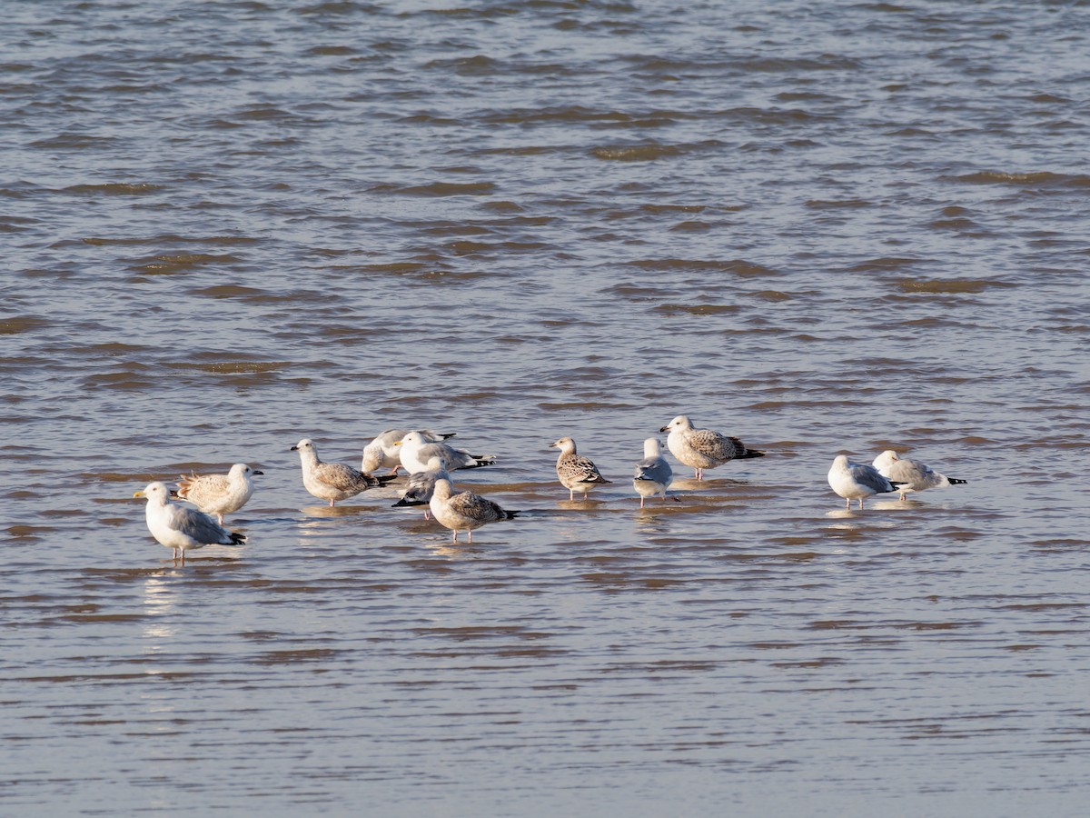 Lesser Black-backed Gull - ML645526834