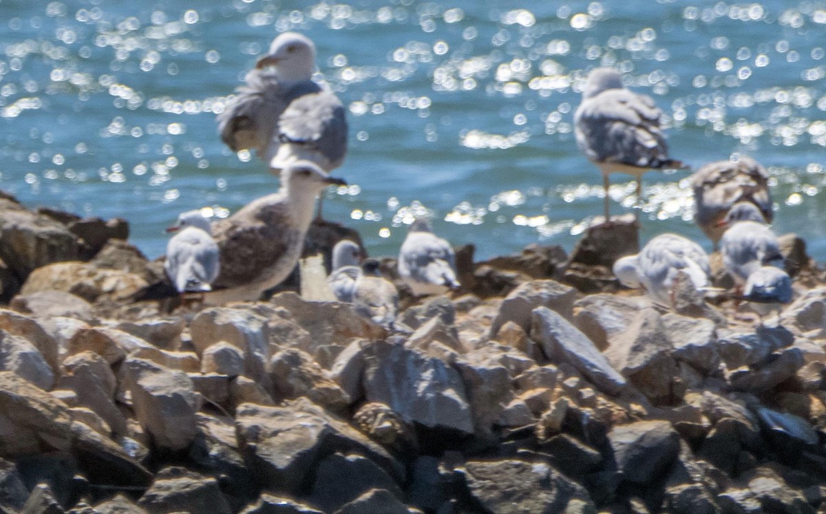 Lesser Black-backed Gull - ML645526852