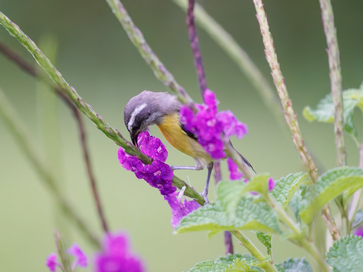 Sucrier à ventre jaune - ML645526854