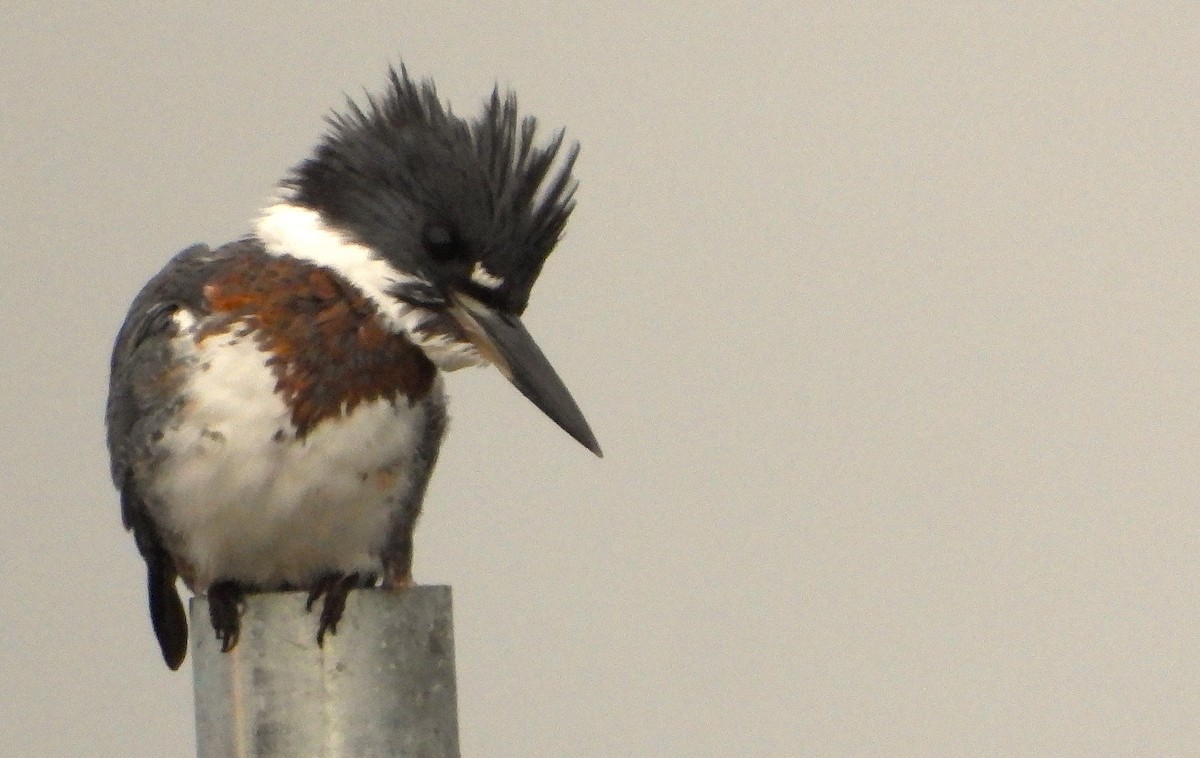 Belted Kingfisher - ML645526871