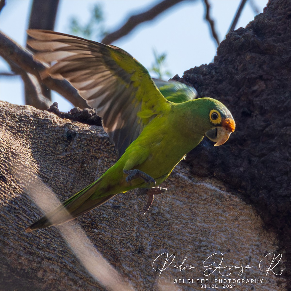 Orange-fronted Parakeet - ML645526872