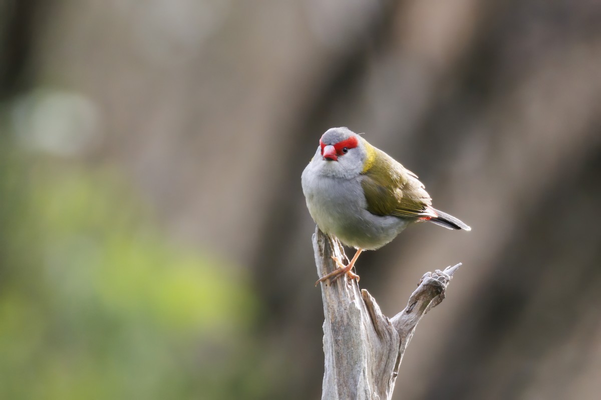 Red-browed Firetail - ML645526873