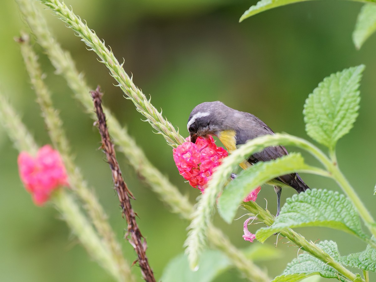 Sucrier à ventre jaune - ML645526874