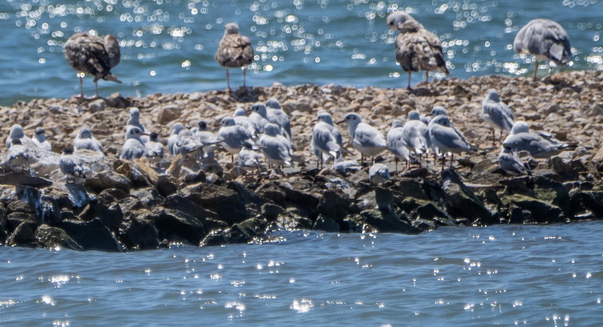 Mediterranean Gull - ML645526879