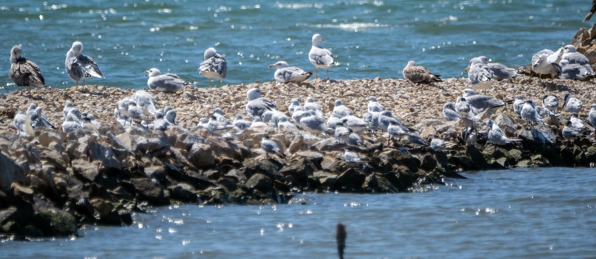 Mediterranean Gull - ML645526880