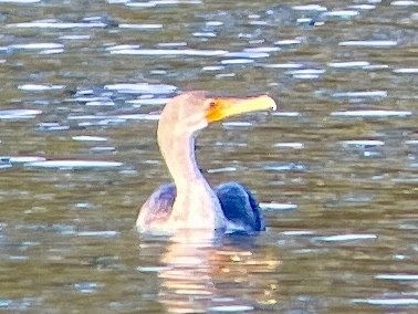 Double-crested Cormorant - ML645526881