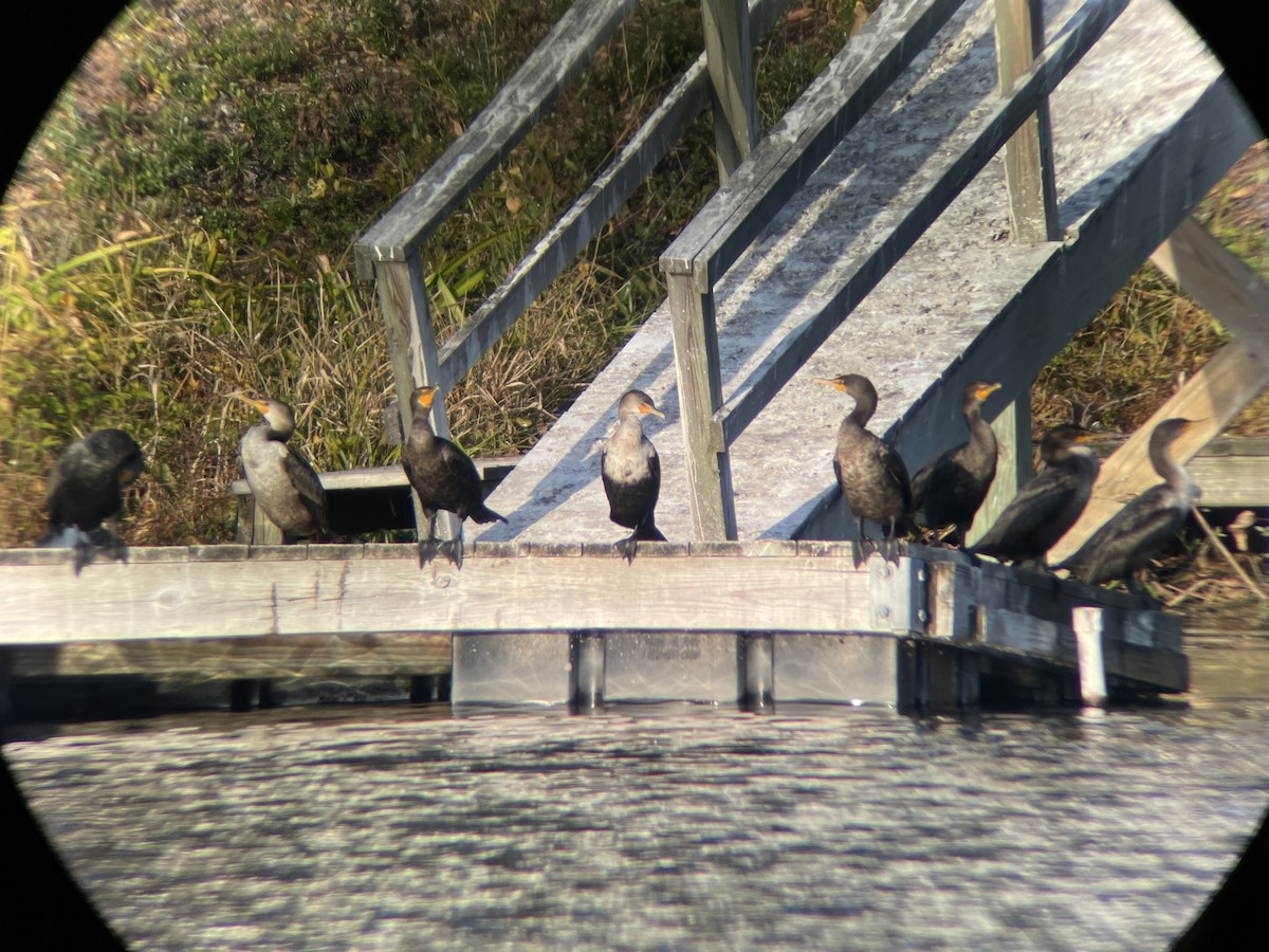 Double-crested Cormorant - ML645526882