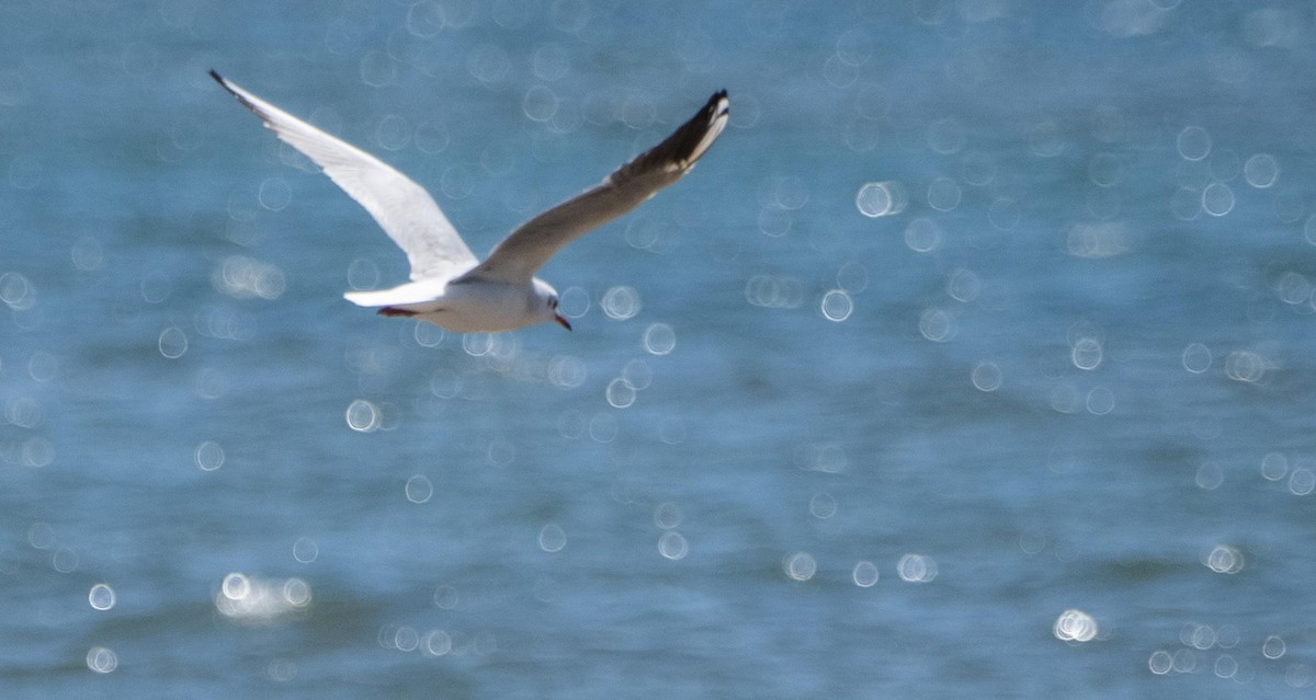 Slender-billed Gull - ML645526889