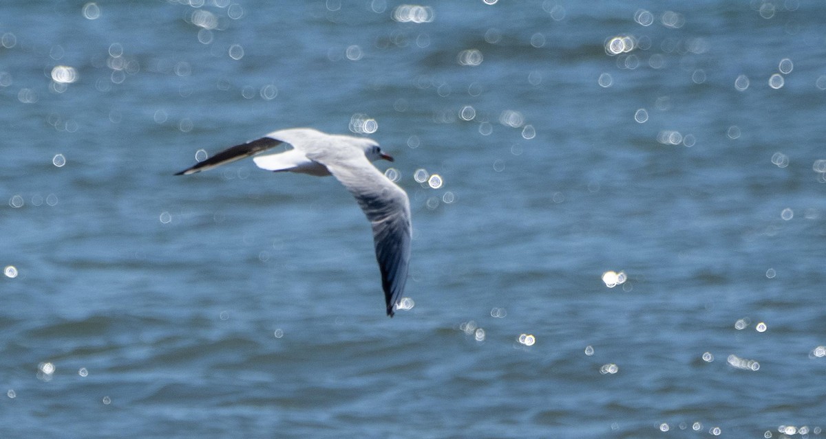 Slender-billed Gull - ML645526890