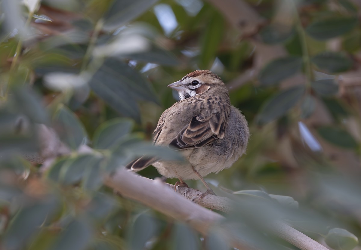 Lark Sparrow - ML645526892