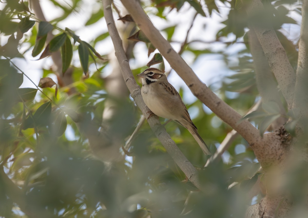 Lark Sparrow - ML645526894