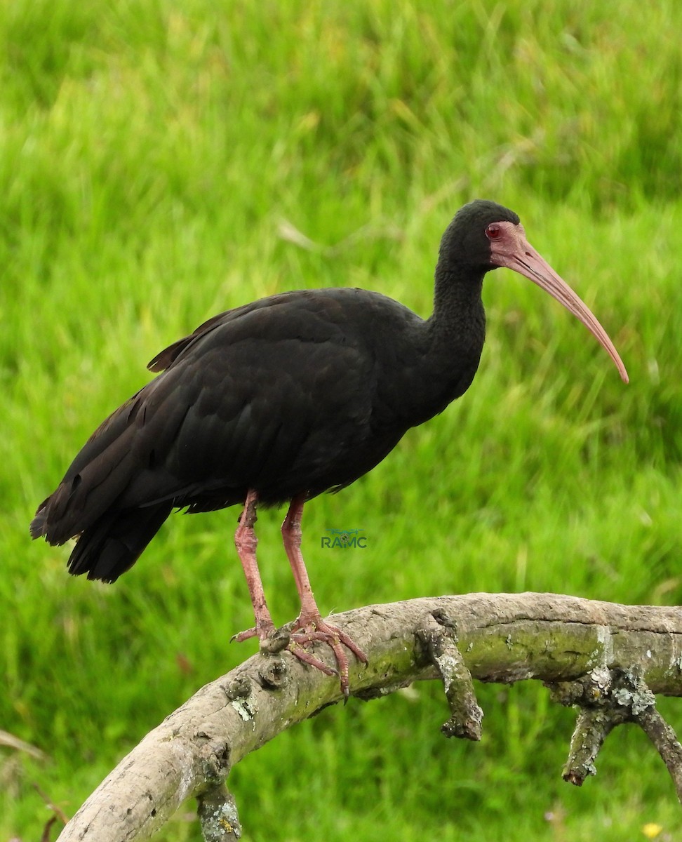 Ibis Afeitado - ML645526907