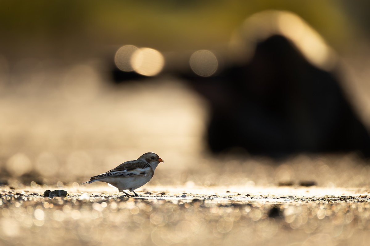 Snow Bunting - ML645526930