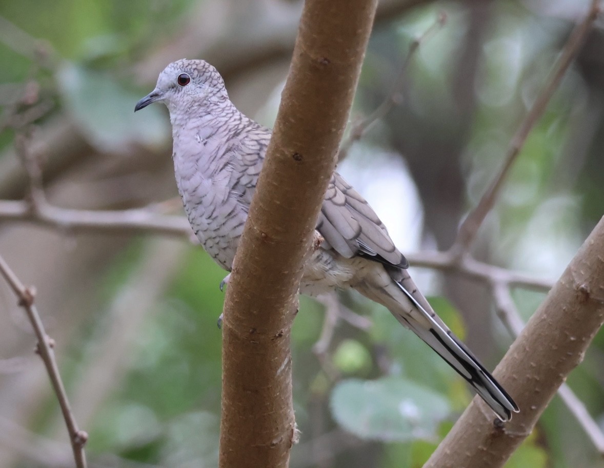 Inca Dove - ML645526937