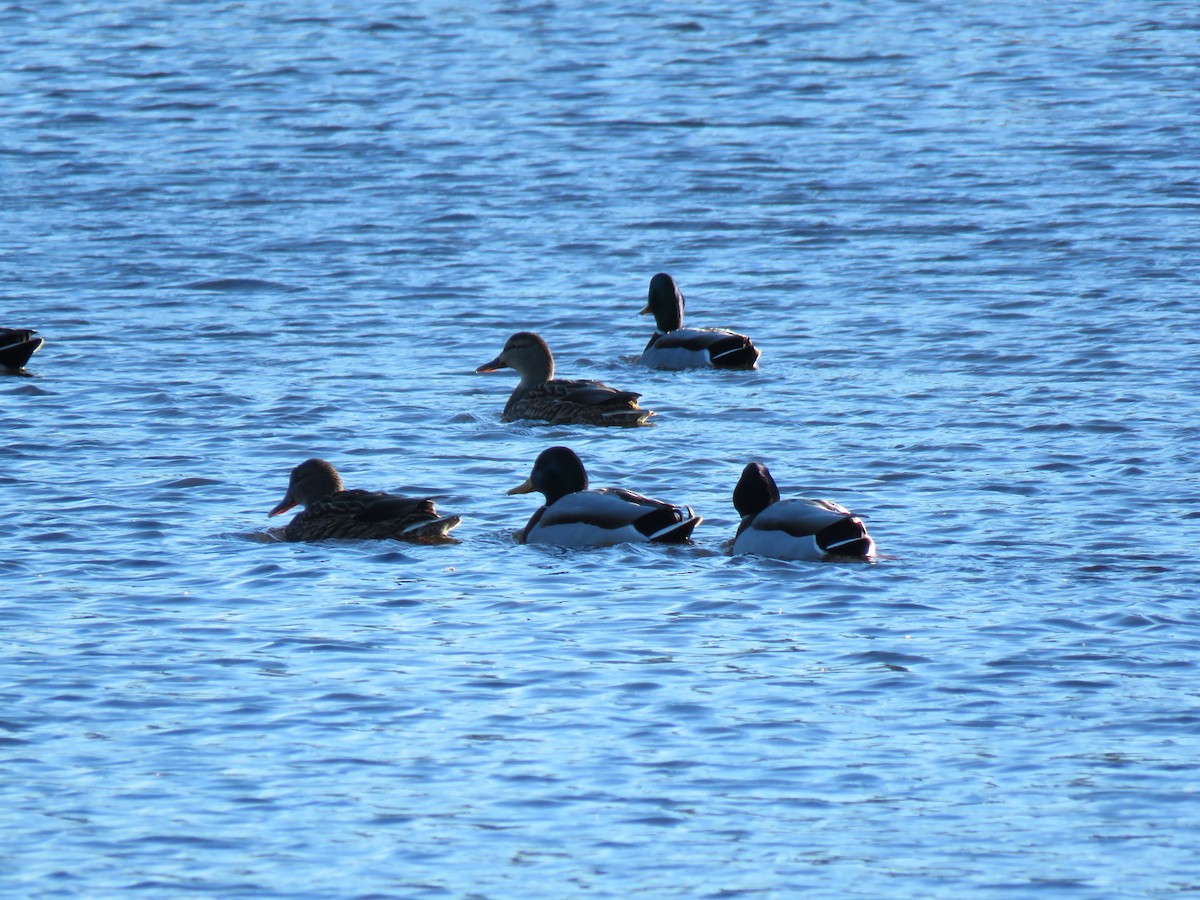 Mallard - ML645526954