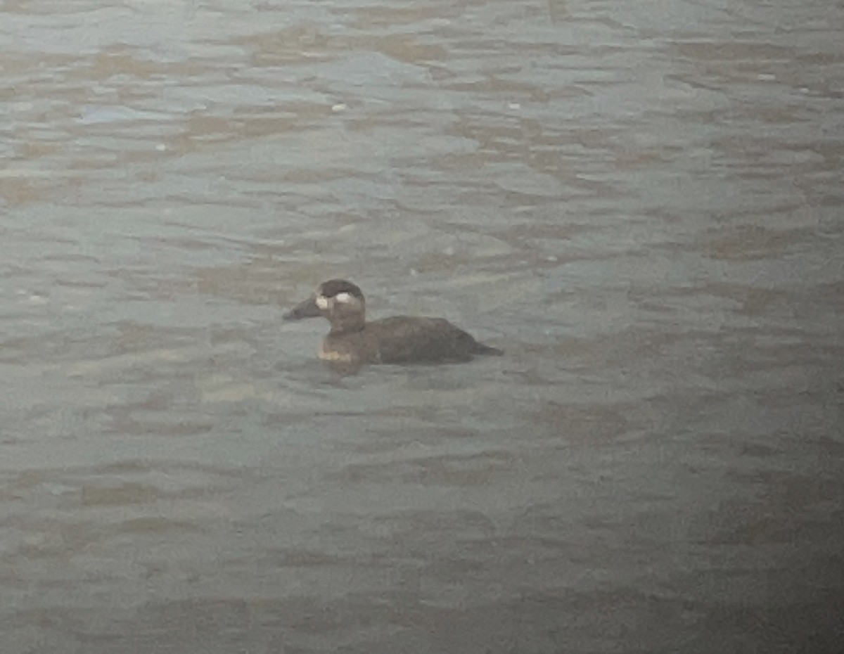 Surf Scoter - ML645526958